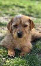 SUSI, Hund, Mischlingshund in Rumänien - Bild 11