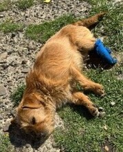 SUSI, Hund, Mischlingshund in Rumänien - Bild 12