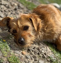 SUSI, Hund, Mischlingshund in Rumänien - Bild 13