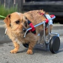 SUSI, Hund, Mischlingshund in Rumänien - Bild 14