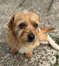 SUSI, Hund, Mischlingshund in Rumänien - Bild 15