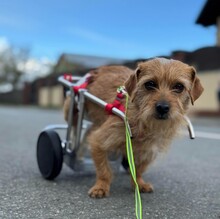SUSI, Hund, Mischlingshund in Rumänien - Bild 16