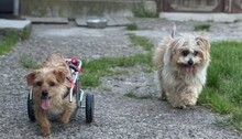 SUSI, Hund, Mischlingshund in Rumänien - Bild 17