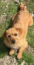 SUSI, Hund, Mischlingshund in Rumänien - Bild 4