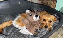 SUSI, Hund, Mischlingshund in Rumänien - Bild 5
