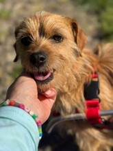 SUSI, Hund, Mischlingshund in Rumänien - Bild 7