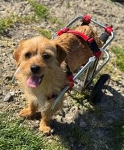 SUSI, Hund, Mischlingshund in Rumänien - Bild 8
