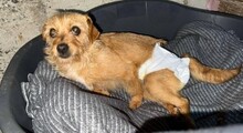 SUSI, Hund, Mischlingshund in Rumänien - Bild 9
