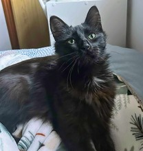 BROWNIE, Katze, Europäisch Kurzhaar in Spanien - Bild 4