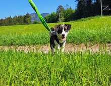 MICKEY, Hund, Mischlingshund in Penzberg - Bild 1
