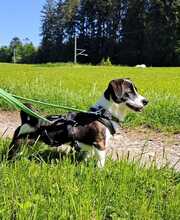 MICKEY, Hund, Mischlingshund in Penzberg - Bild 3