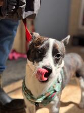 MICKEY, Hund, Mischlingshund in Penzberg - Bild 6