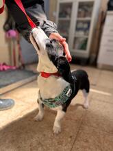 MICKEY, Hund, Mischlingshund in Penzberg - Bild 8