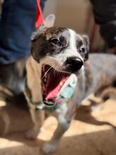 MICKEY, Hund, Mischlingshund in Penzberg - Bild 9