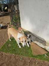GRACE, Hund, Podenco in Spanien - Bild 8