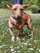 BASIL, Hund, Podenco Maneto in Flonheim - Bild 1