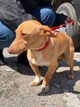BASIL, Hund, Podenco Maneto in Flonheim - Bild 10