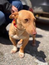 BASIL, Hund, Podenco Maneto in Flonheim - Bild 11