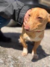 BASIL, Hund, Podenco Maneto in Flonheim - Bild 12