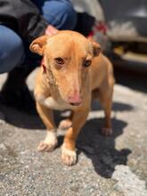 BASIL, Hund, Podenco Maneto in Flonheim - Bild 13