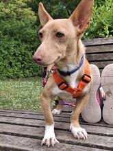 BASIL, Hund, Podenco Maneto in Flonheim - Bild 4