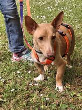 BASIL, Hund, Podenco Maneto in Flonheim - Bild 5