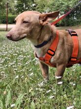BASIL, Hund, Podenco Maneto in Flonheim - Bild 6