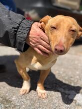 BASIL, Hund, Podenco Maneto in Flonheim - Bild 8