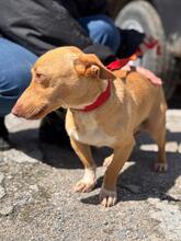 BASIL, Hund, Podenco Maneto in Flonheim - Bild 9