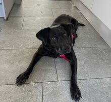 OLIVIA, Hund, Labrador-Mix in Welmbüttel