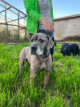 TEA, Hund, Cane Corso-Dogge-Mix in Hohberg