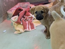 TUX, Hund, Mischlingshund in Rumänien - Bild 11