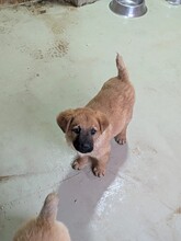 TUX, Hund, Mischlingshund in Rumänien - Bild 12