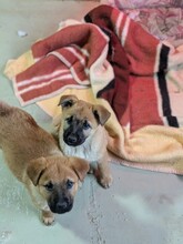 TUX, Hund, Mischlingshund in Rumänien - Bild 13
