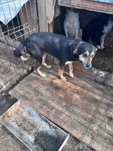GRETA, Hund, Mischlingshund in Rumänien - Bild 13