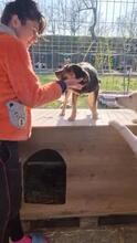 GRETA, Hund, Mischlingshund in Rumänien - Bild 14