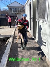 GRETA, Hund, Mischlingshund in Rumänien - Bild 15