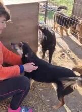 GRETA, Hund, Mischlingshund in Rumänien - Bild 16
