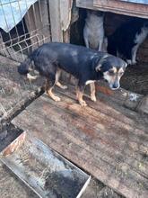 GRETA, Hund, Mischlingshund in Rumänien - Bild 18