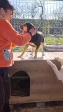 GRETA, Hund, Mischlingshund in Rumänien - Bild 19