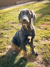 MILAN, Hund, Mastin Español-Mix in Pölchow - Bild 2