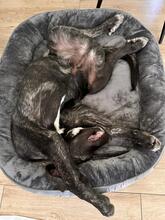 MILAN, Hund, Mastin Español-Mix in Pölchow - Bild 3