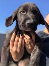 MILAN, Hund, Mastin Español-Mix in Pölchow - Bild 5