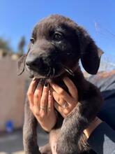MILAN, Hund, Mastin Español-Mix in Pölchow - Bild 6