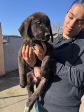 MILAN, Hund, Mastin Español-Mix in Pölchow - Bild 7