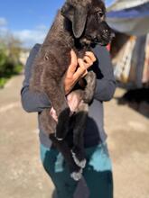 MILAN, Hund, Mastin Español-Mix in Pölchow - Bild 9