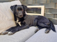 MIKA, Hund, Mischlingshund in Gernsheim - Bild 1