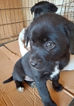 MIKA, Hund, Mischlingshund in Gernsheim - Bild 11