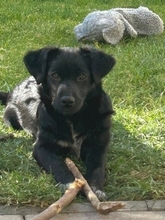 MIKA, Hund, Mischlingshund in Gernsheim - Bild 12
