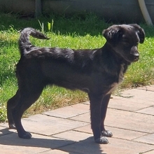 MIKA, Hund, Mischlingshund in Gernsheim - Bild 13